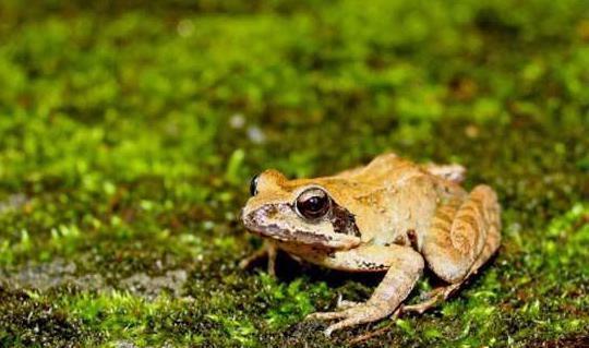 网红蛙打架吃瓜,一场吃瓜群众的狂欢盛宴  第3张